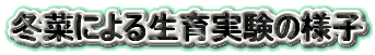 冬菜による生育実験の様子